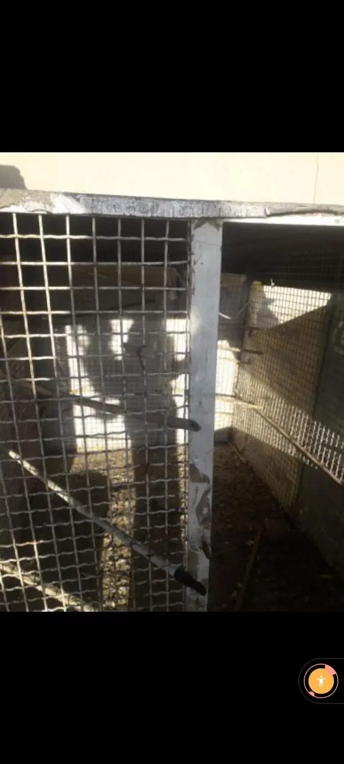 قفس کبوتر|لوازم جانبی حیوانات|تاکستان, |دیوار