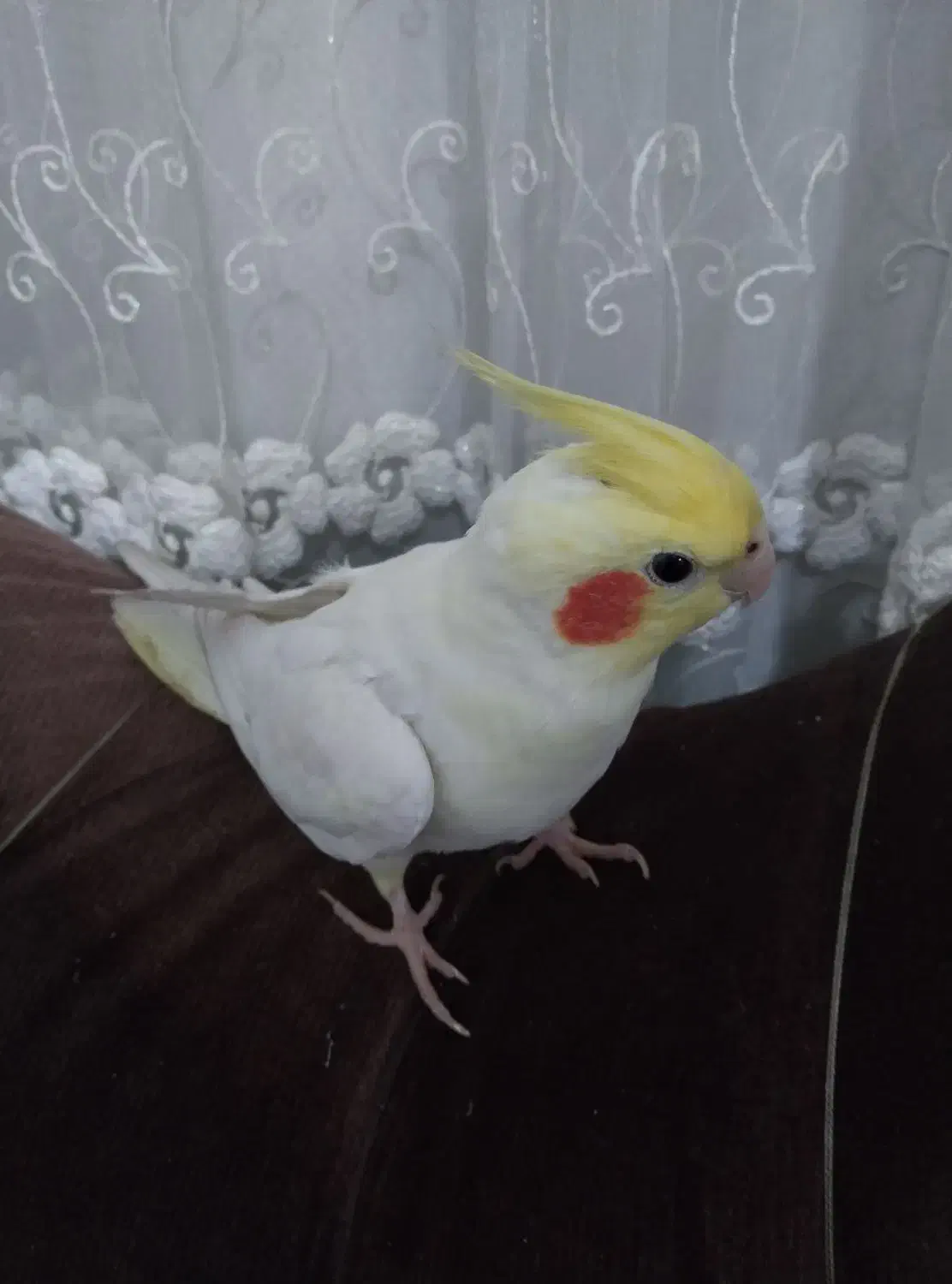 عروس هلندی لوتینو دستی|پرنده|نجفآباد, یزدانشهر|دیوار