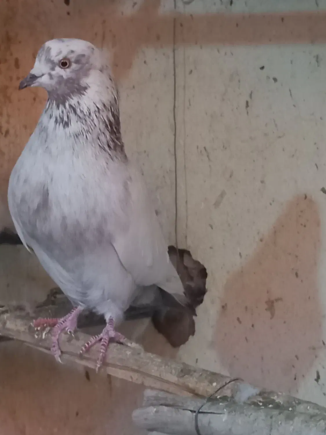 کبوتر|پرنده|تهران, خانی آباد نو جنوبی|دیوار