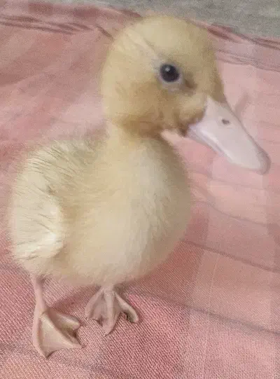 یک عدد جوجه اردک معاوضه با گل و گلدان|حیوانات مزرعه|یزد, |دیوار