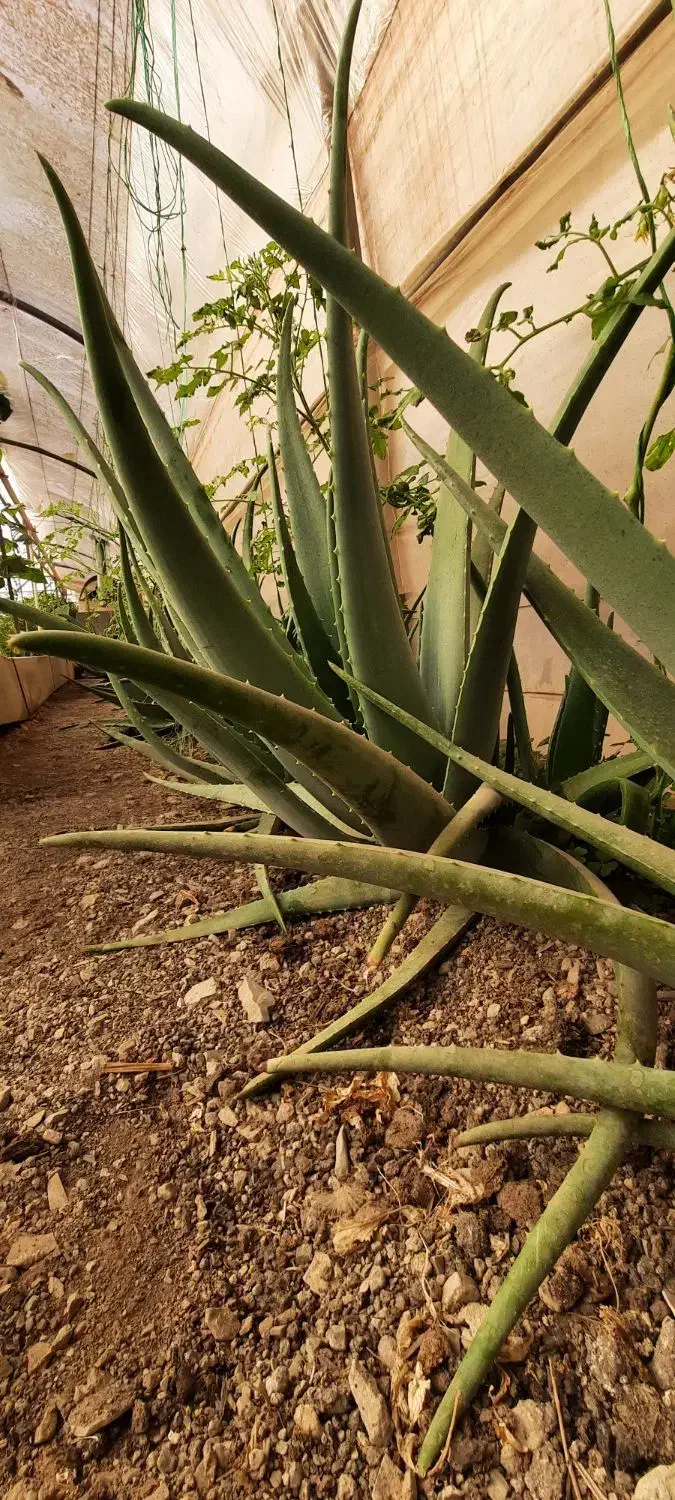 گل تزئینی .|گل و گیاه طبیعی|خلجستان, |دیوار