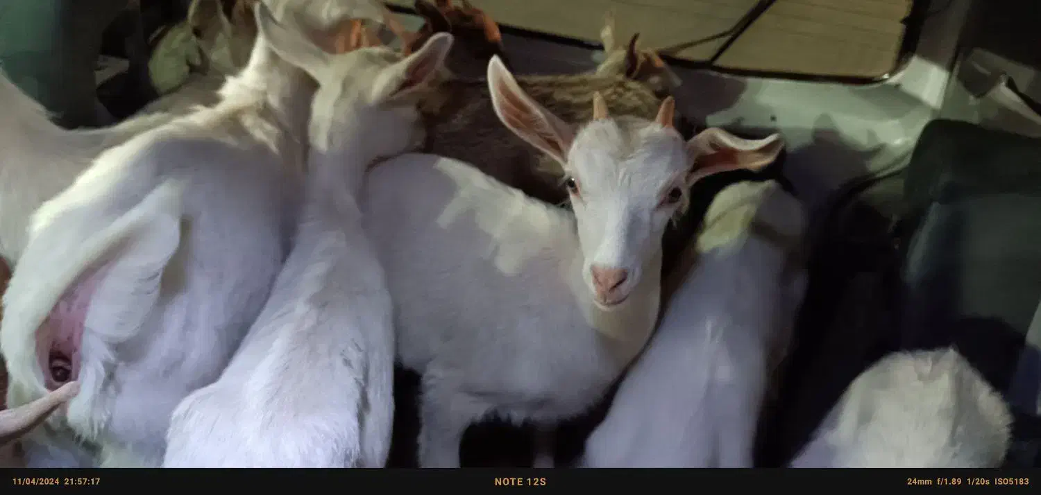 بز غاله|حیوانات مزرعه|برخوار, |دیوار