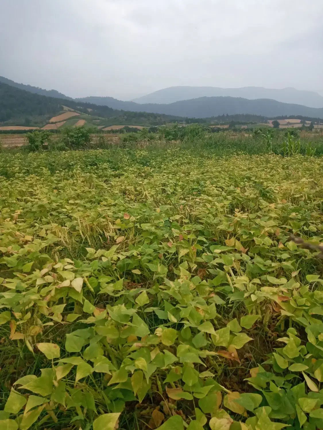 فروش زمین کشاورزی|فروش زمین و ملک کلنگی|خان ببین, |دیوار