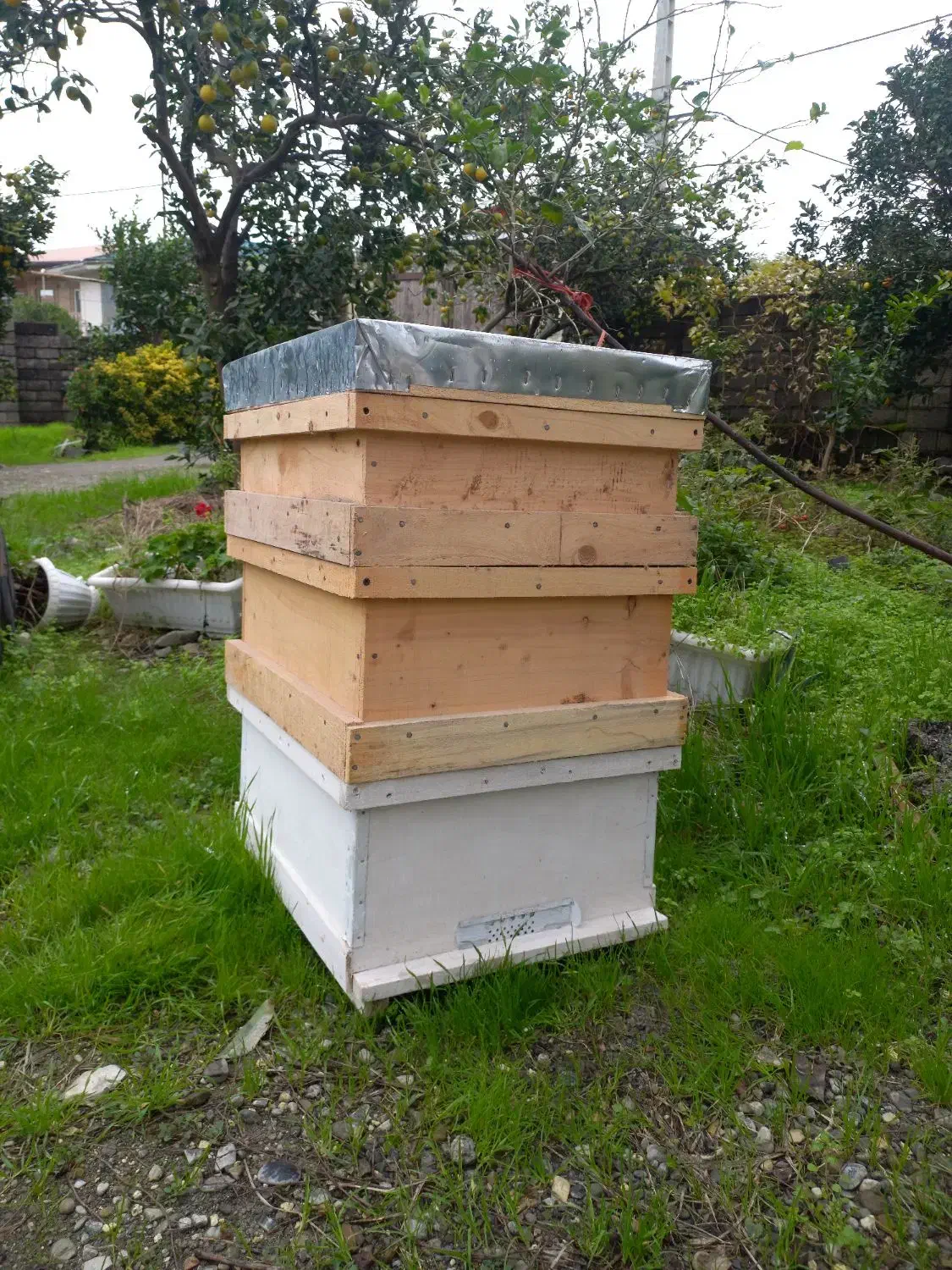 فروش کندو طبق مصنوعات چوبی|عمده‌فروشی|رامسر, |دیوار