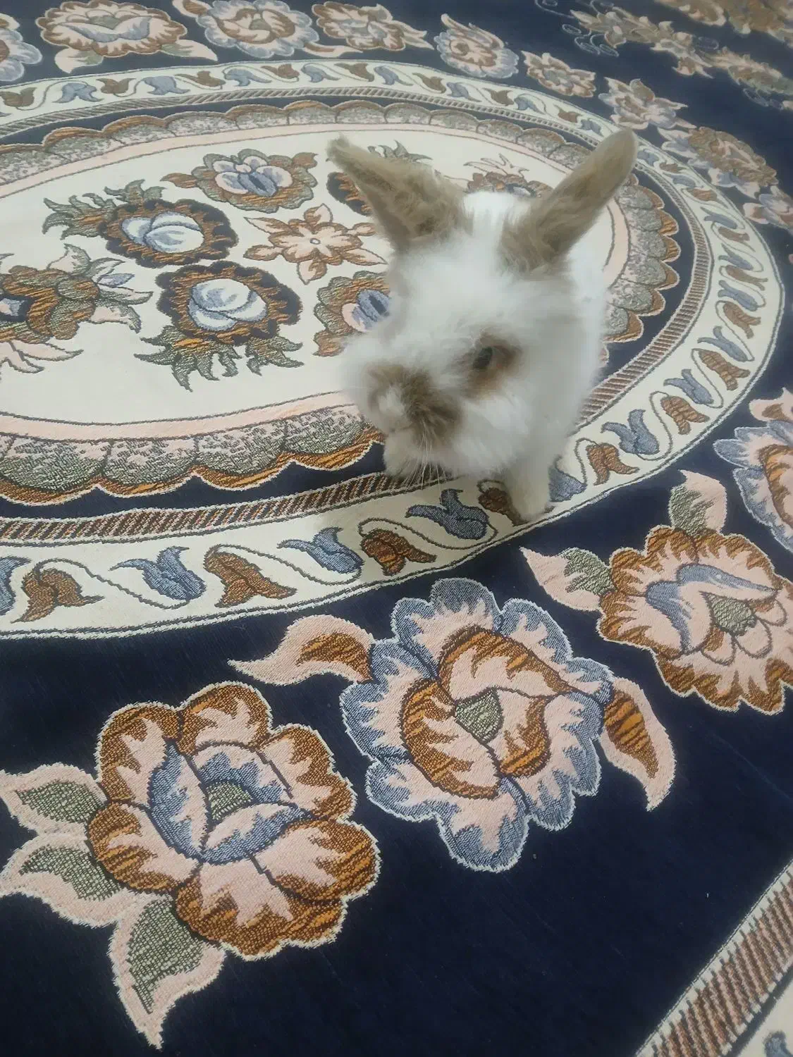 خرگوش|موش و خرگوش|بیجار, |دیوار