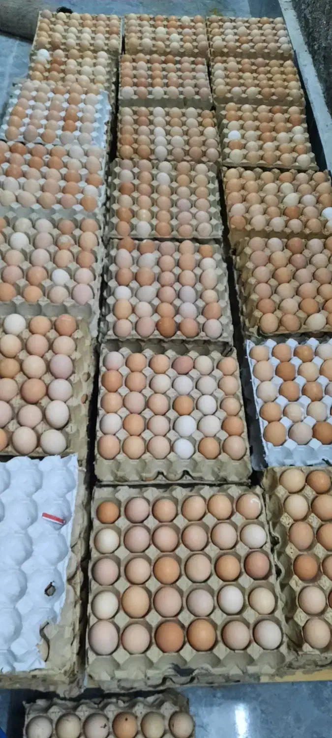 تخم مرغ|خوردنی و آشامیدنی|اسلام‌‌آباد غرب, |دیوار