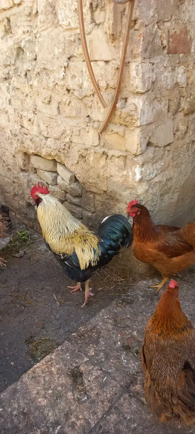 خروس|حیوانات مزرعه|چناران, |دیوار