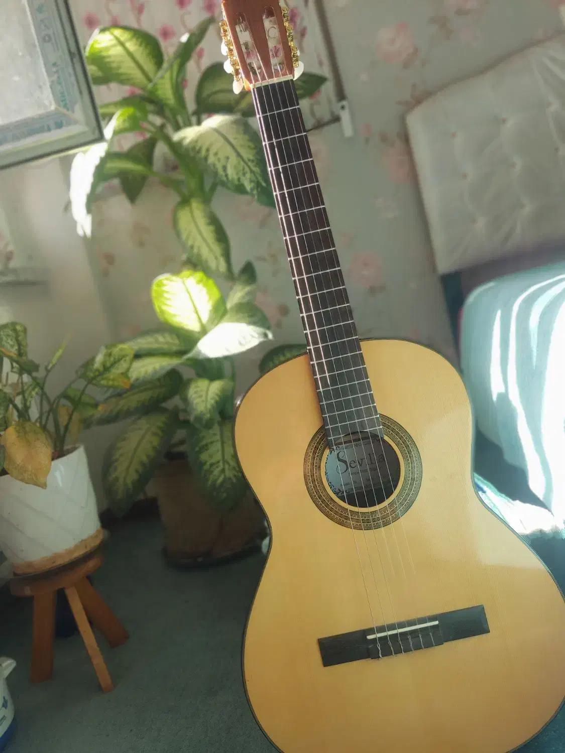 گیتار حرفه ای اصل اسپانیا sevila|گیتار، بیس، امپلیفایر|شیراز, باغ تخت|دیوار