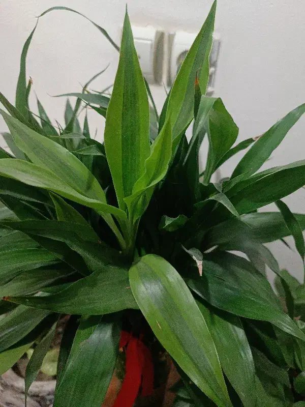 بامبو طبیعی|گل و گیاه طبیعی|مسجد سلیمان, |دیوار