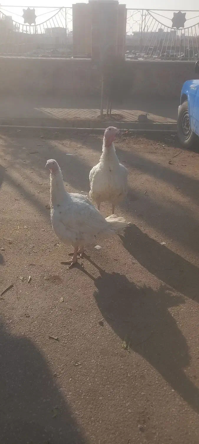 بوقلمون بیوتی ۶گوشتی|حیوانات مزرعه|خسروشاه, |دیوار