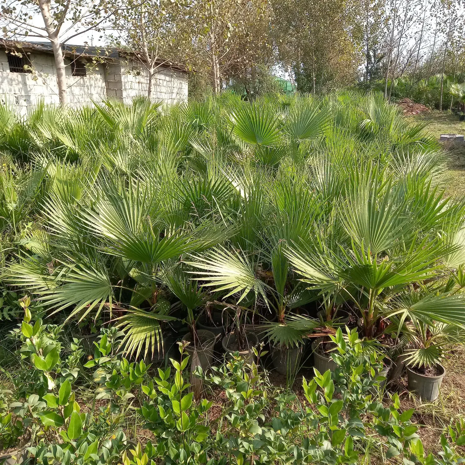 فروش.پالم عمده وتک|خدمات باغبانی و درختکاری|چاف و چمخاله, |دیوار