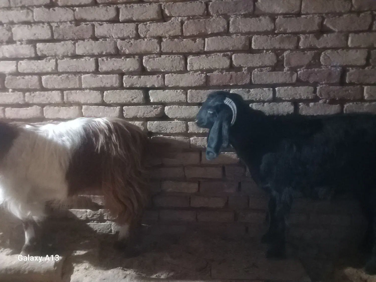 بز.|حیوانات مزرعه|فیروزآباد, |دیوار