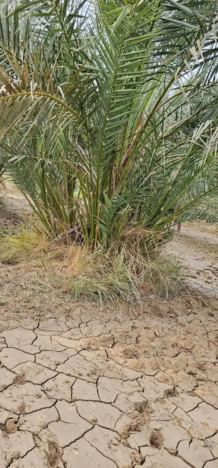 نخل برحی|گل و گیاه طبیعی|چمران, |دیوار