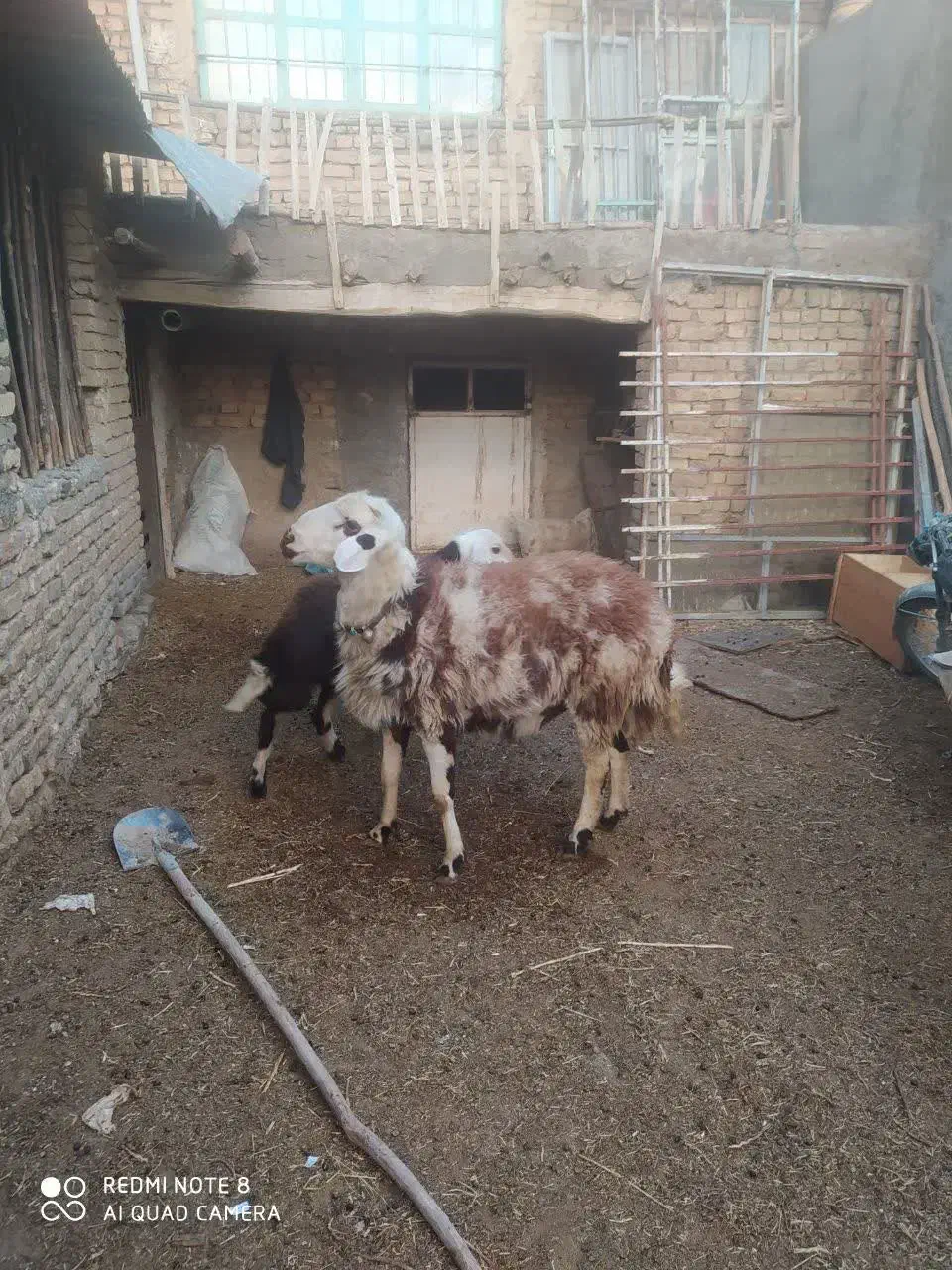 قوچ پلنگی|حیوانات مزرعه|خنداب, |دیوار