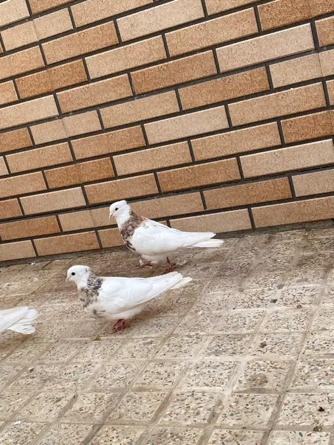 کبوتر طوقی|پرنده|خمینی‌شهر, |دیوار