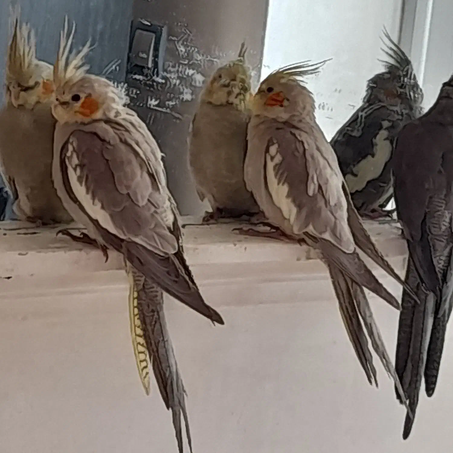 عروس هلندی و مرغ عشق|پرنده|آذرشهر, |دیوار