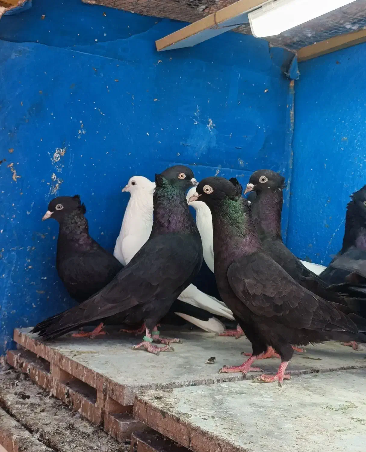 شش جفت بوشهری|پرنده|شبانکاره, |دیوار