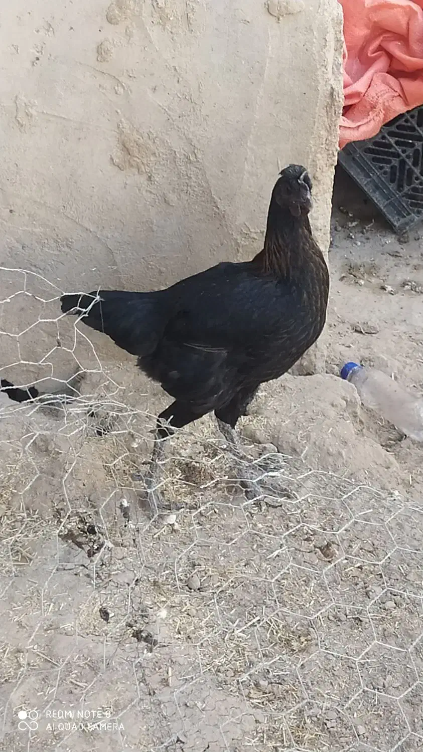 مرغ خونگی فروشی|حیوانات مزرعه|زهک, |دیوار