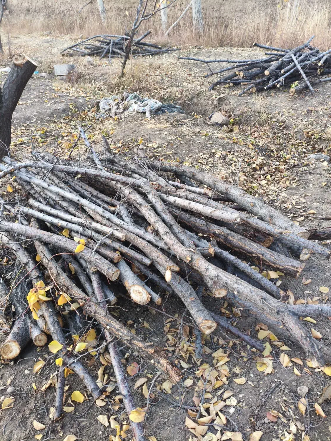 چوب زردالو|مصالح و تجهیزات ساختمان|بسطام, |دیوار