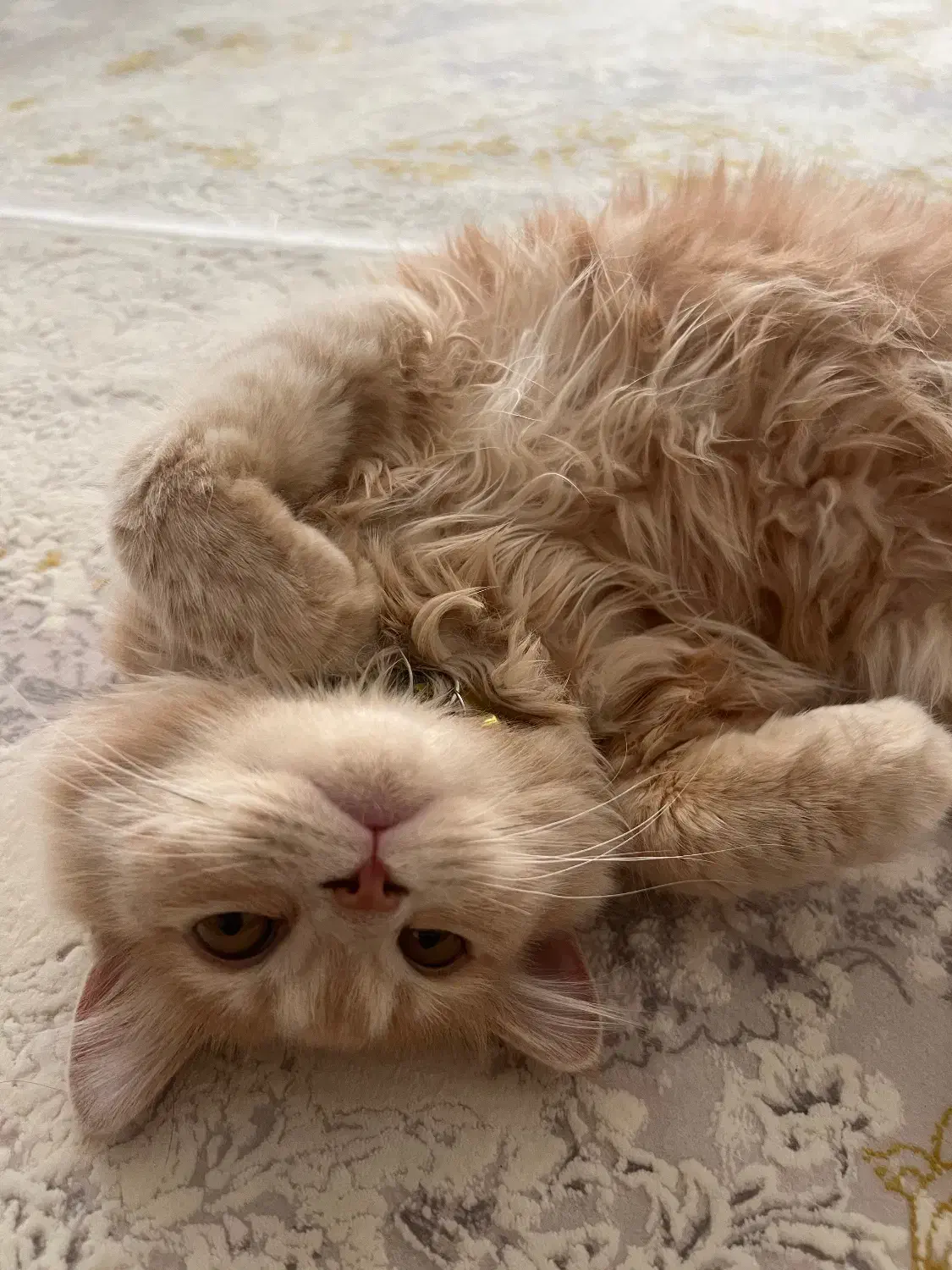 واگزاری|گربه|سنندج, |دیوار