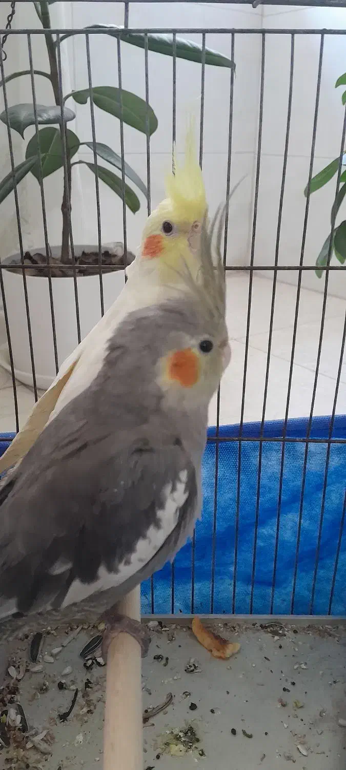 عروس هلندی جفت نرچهار ماهه ویکی هم ماده|پرنده|مرودشت, بهارستان|دیوار