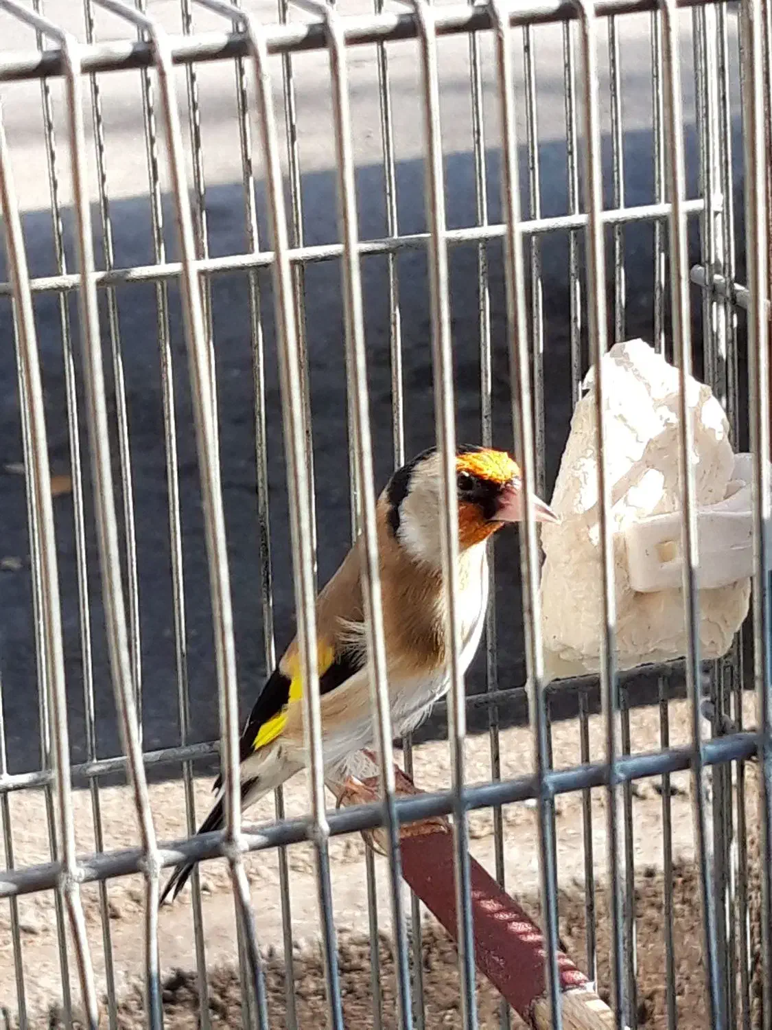 یک جفت  سهره همه چی تموم جفتی|پرنده|اردبیل, |دیوار