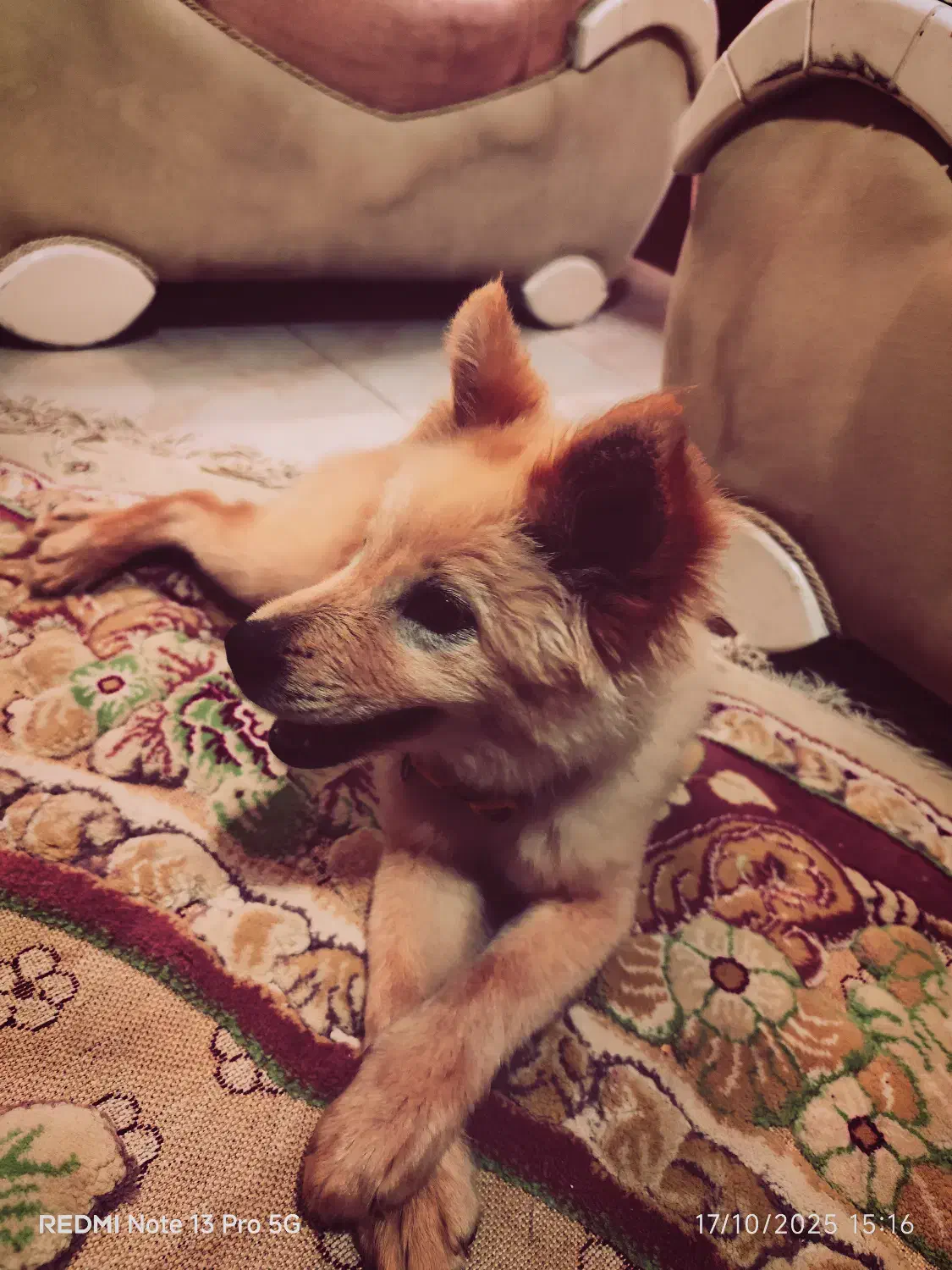 سگ پامرانین اشپیتز|سگ|شیراز, محراب|دیوار