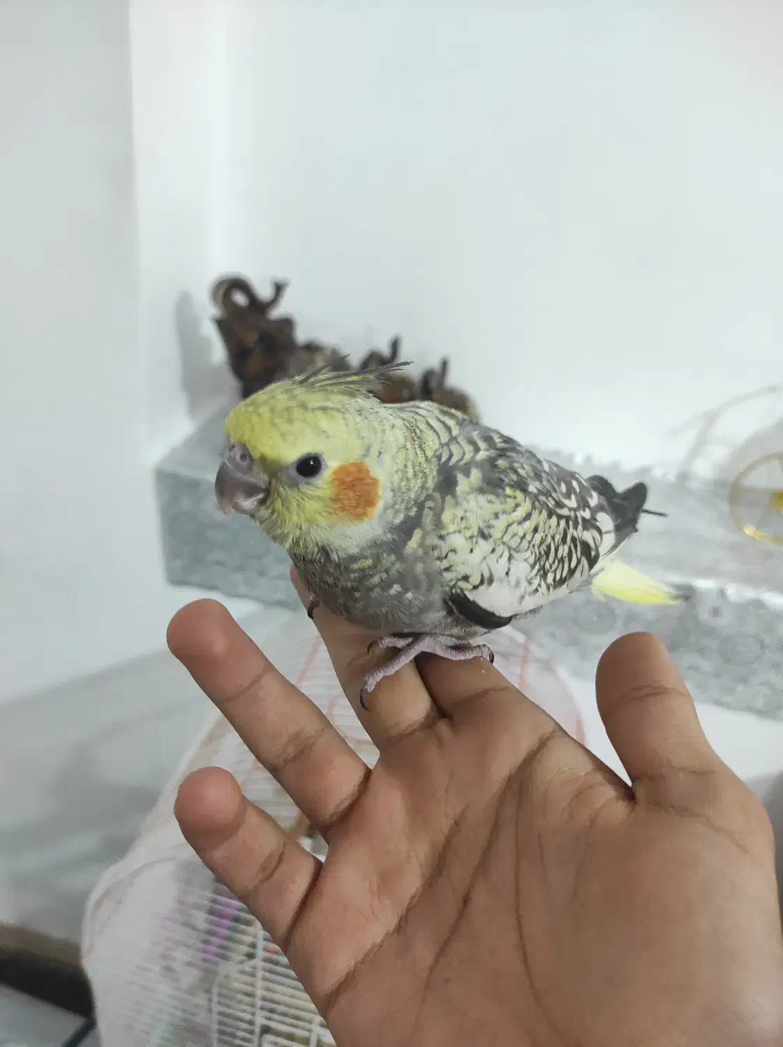 عروس هلندی|پرنده|بروجن, |دیوار