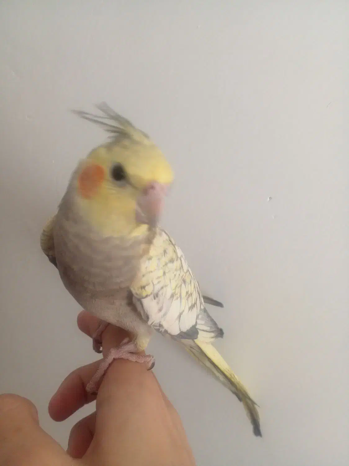 عروس هلندی قیمت پایین|پرنده|ابهر, |دیوار