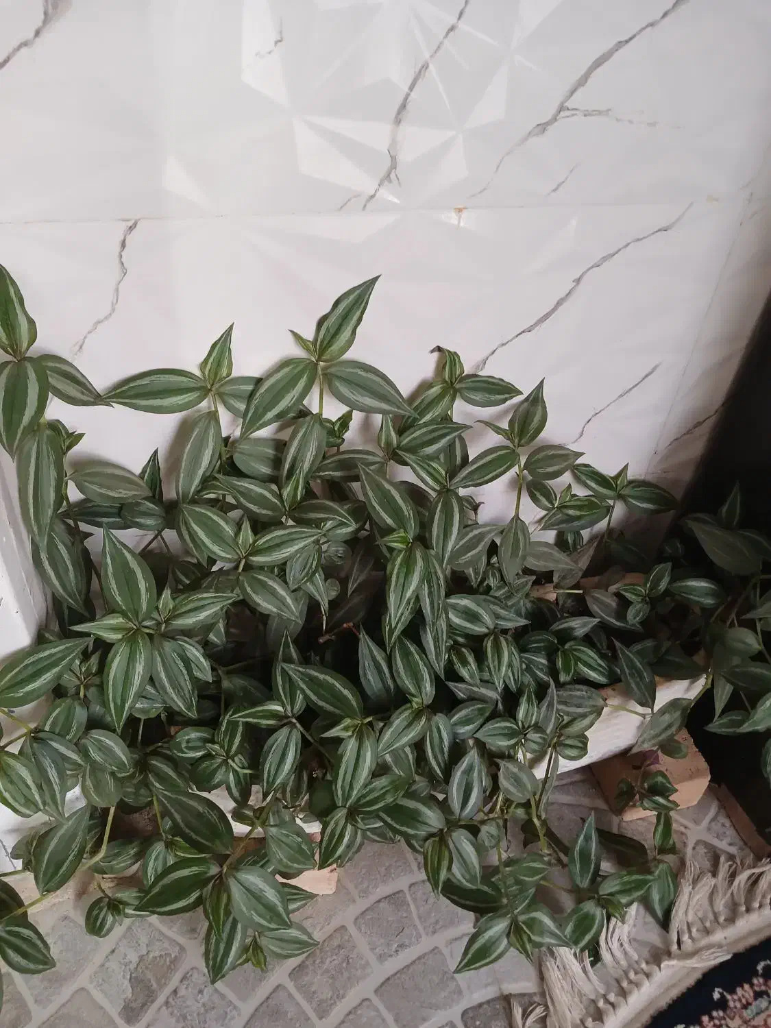 گل طبیعی|گل و گیاه طبیعی|گیان, |دیوار