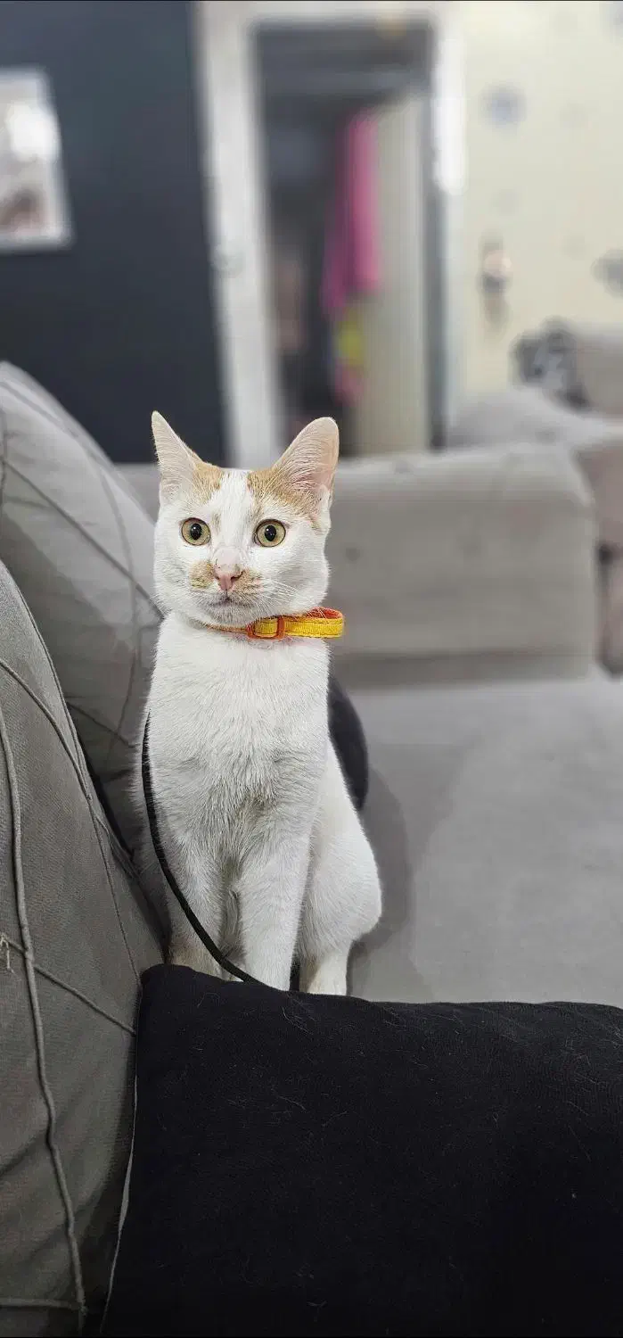 گربه (گمشده)|گربه|دزفول, |دیوار