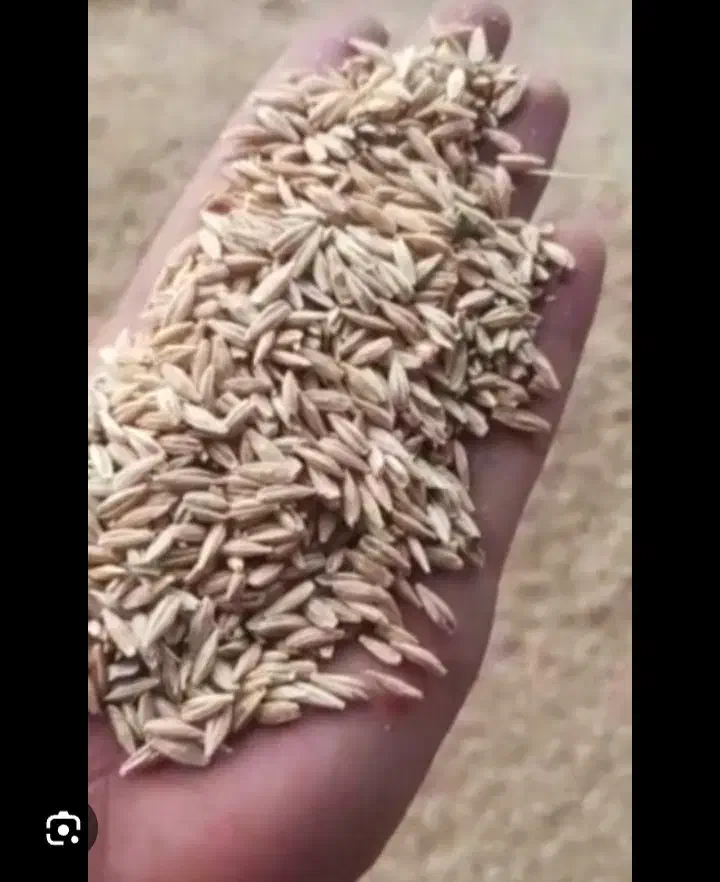 جو محلی|خدمات باغبانی و درختکاری|بیضا, |دیوار