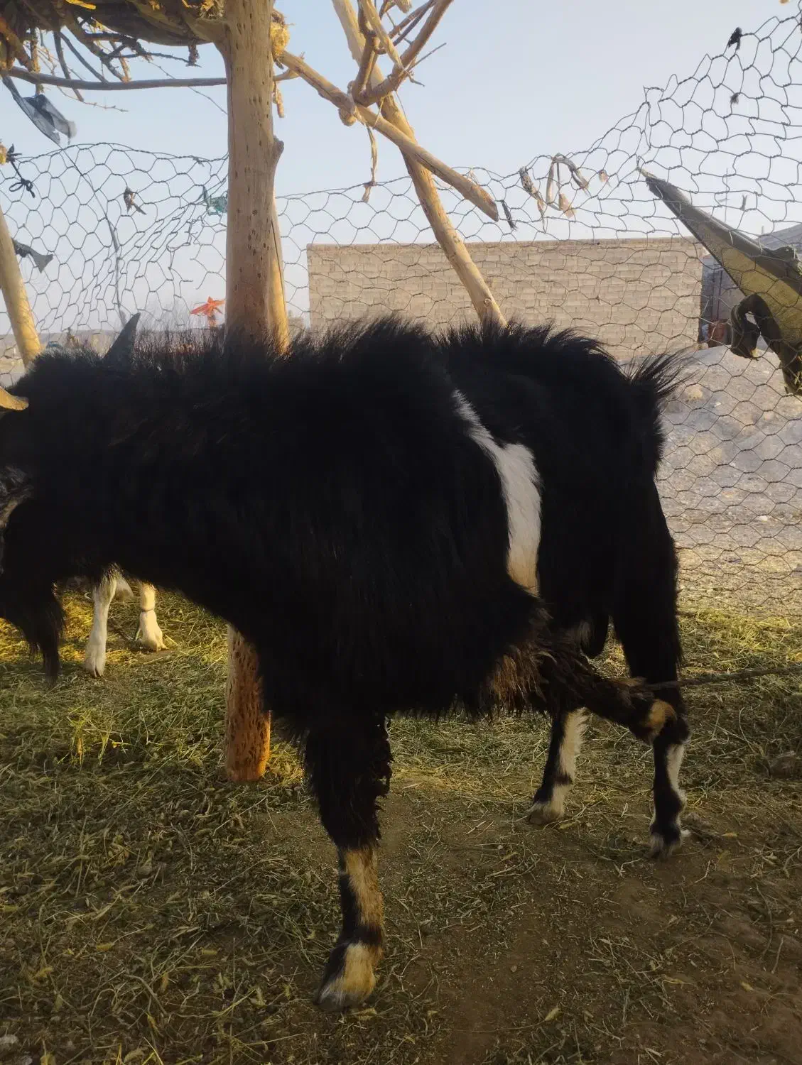 بز نر|حیوانات مزرعه|لادیز, |دیوار