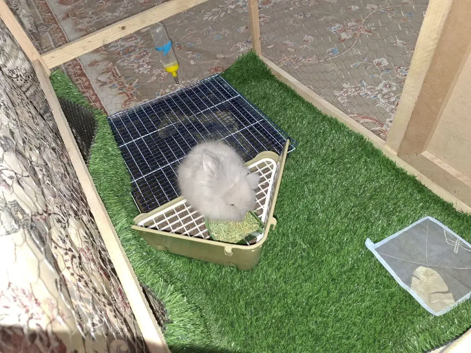 خرگوش|موش و خرگوش|یزد, |دیوار