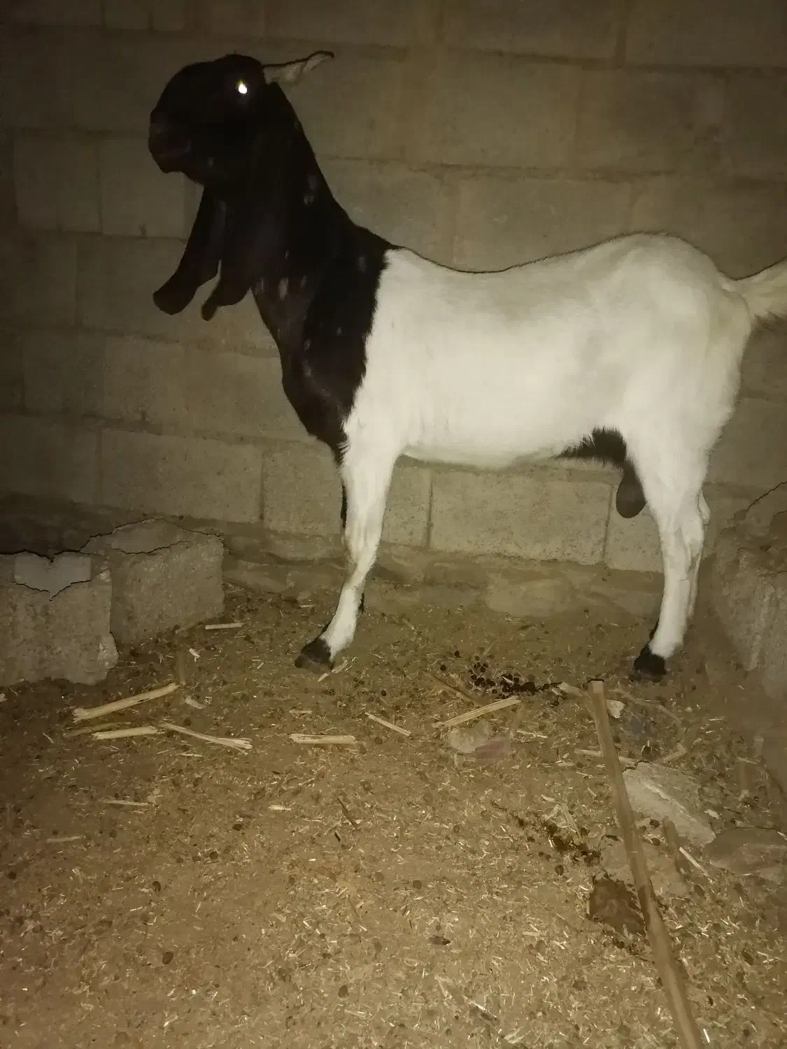 فروش بز آبستن چند قلوزا|حیوانات مزرعه|سراوان, |دیوار