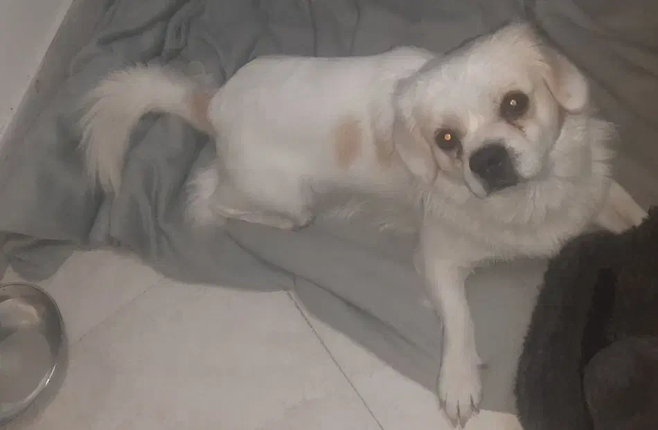 پیدا شده سگ  گمشده|حیوانات|ری, دولت‌آباد|دیوار