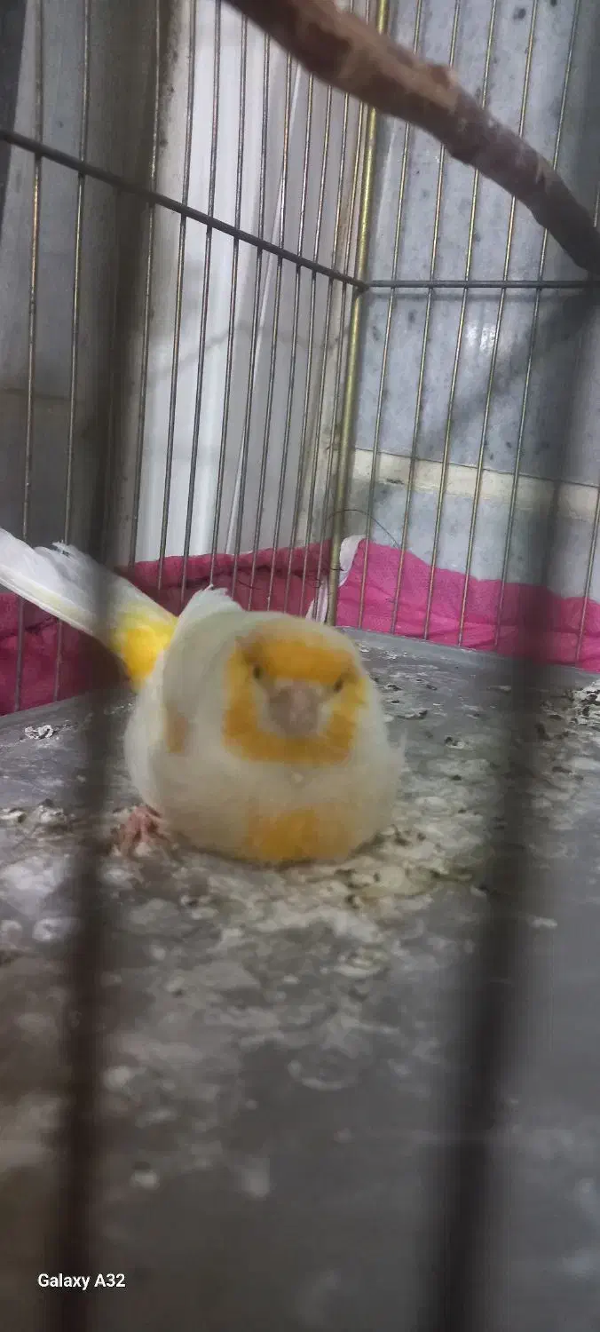 قناری نر و ماده|پرنده|مشکین‌دشت, |دیوار