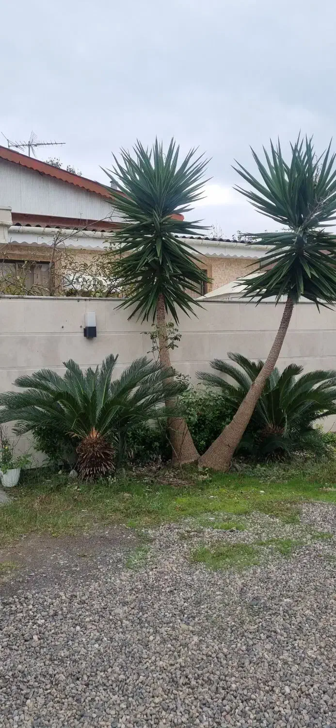 یوکا|گل و گیاه طبیعی|کیاشهر, |دیوار