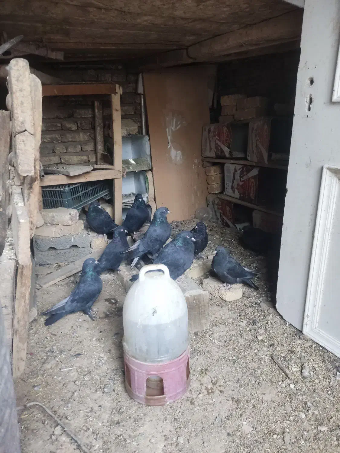 کبوتر سیاه پر درجه یک|پرنده|لاران, |دیوار