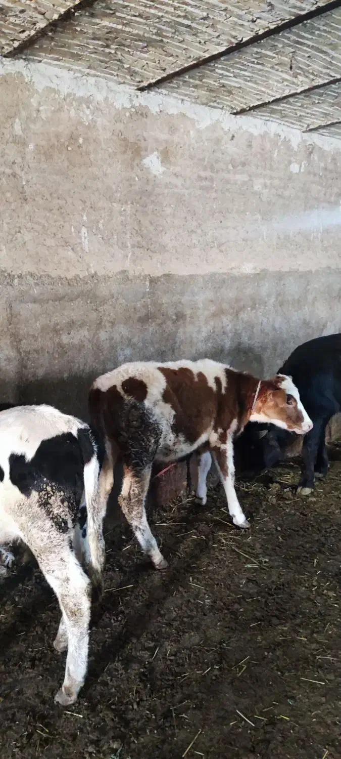 فروش گوساله سمینتال|حیوانات مزرعه|بستان آباد, |دیوار