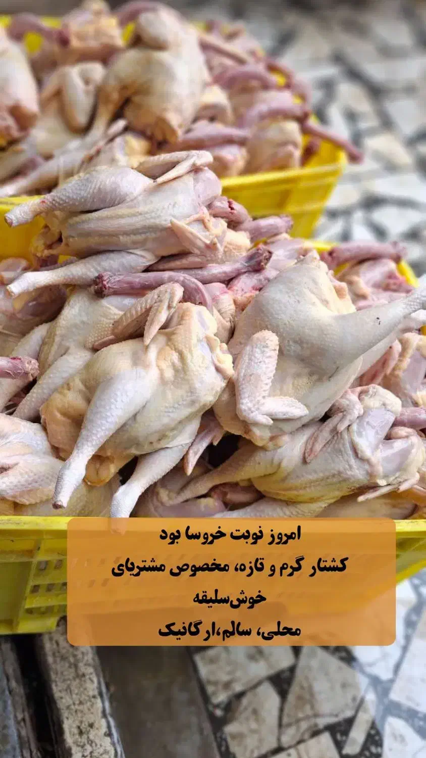 مرغ محلی|حیوانات مزرعه|هندیجان, |دیوار