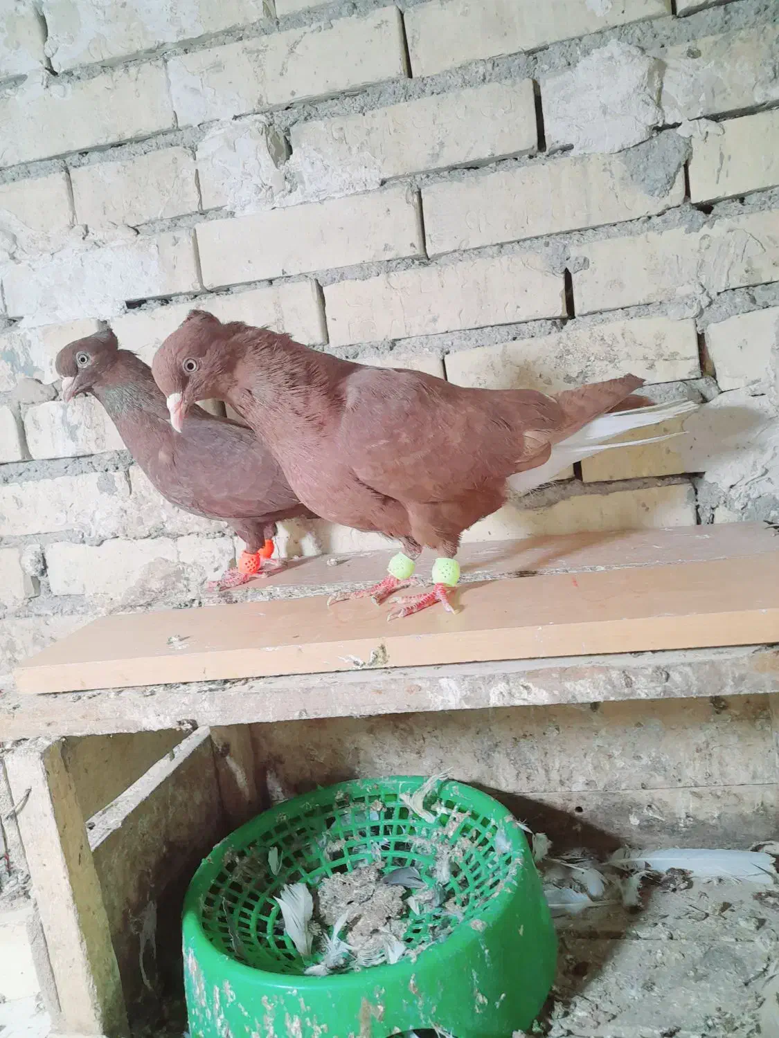 جفت دم سفیدسرخ|پرنده|رامشیر, |دیوار