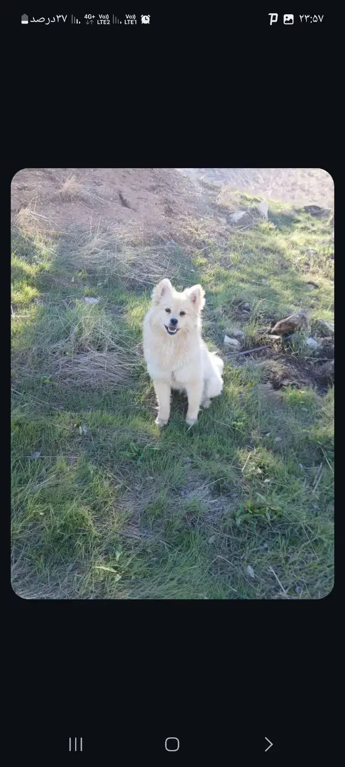 سگ پامرین|سگ|کرج, عظیمیه|دیوار