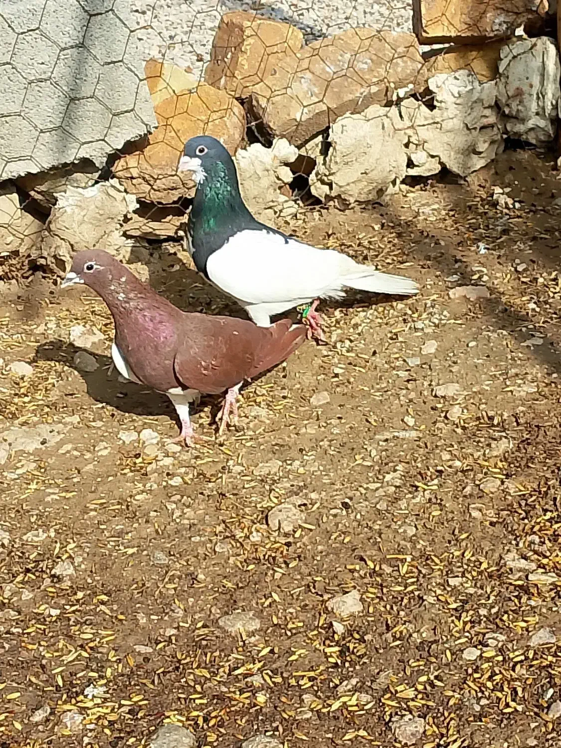 جفت شهری نرو. ماده نر هوای تنگ یک جفت پلاکی هوای|پرنده|جره و بالاده, |دیوار