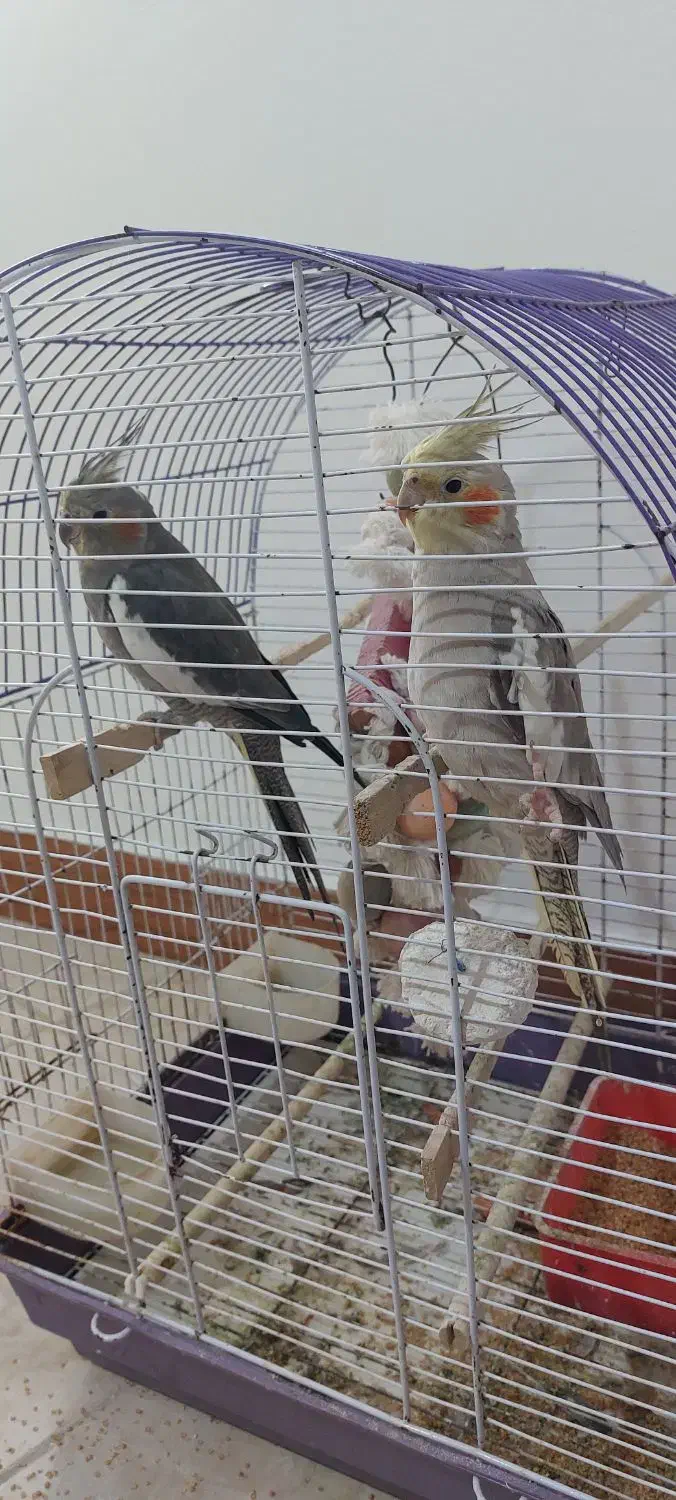 عروس هلندی|پرنده|نوشهر, |دیوار