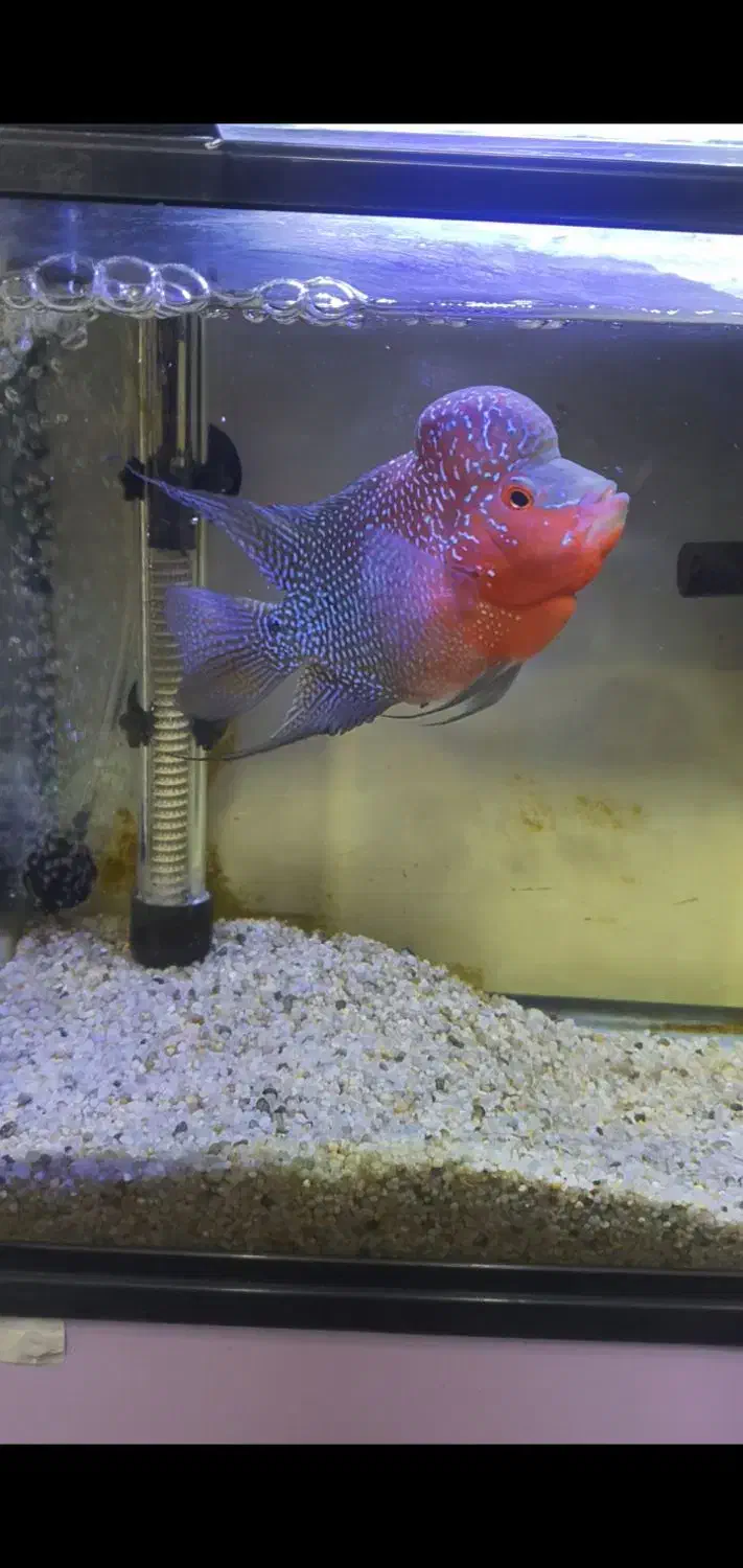 فلاور هورن تایلندی|ماهی|نسیم‌شهر, |دیوار