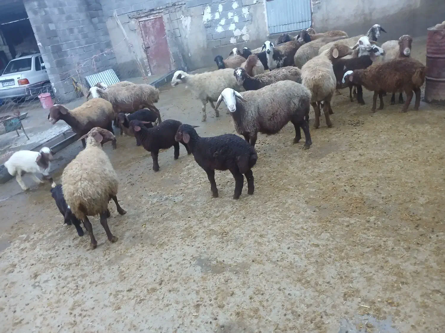 20 عدد میش و 10 عدد بره|حیوانات مزرعه|صحنه, |دیوار