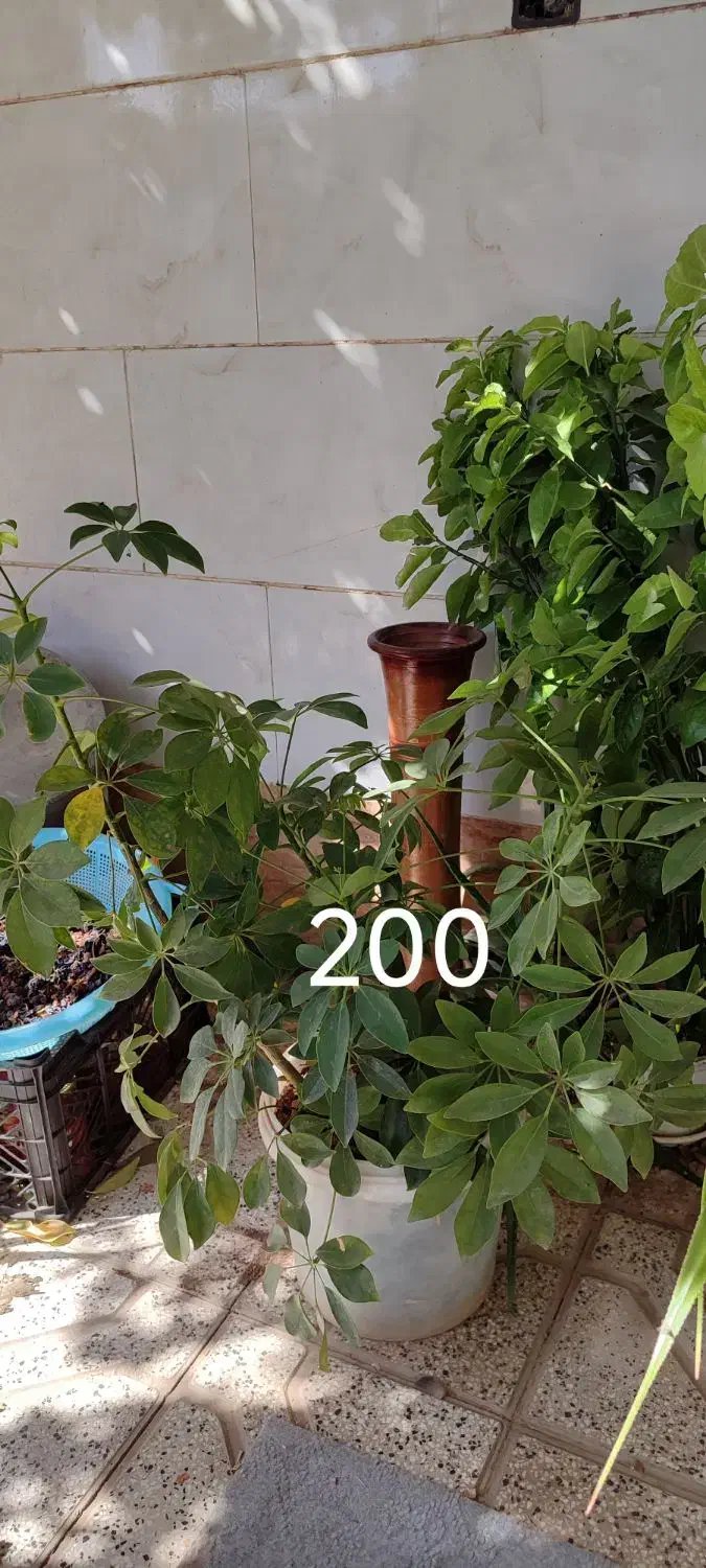 انواع گل بزرگ کوچیک|گل و گیاه طبیعی|کاشمر, |دیوار