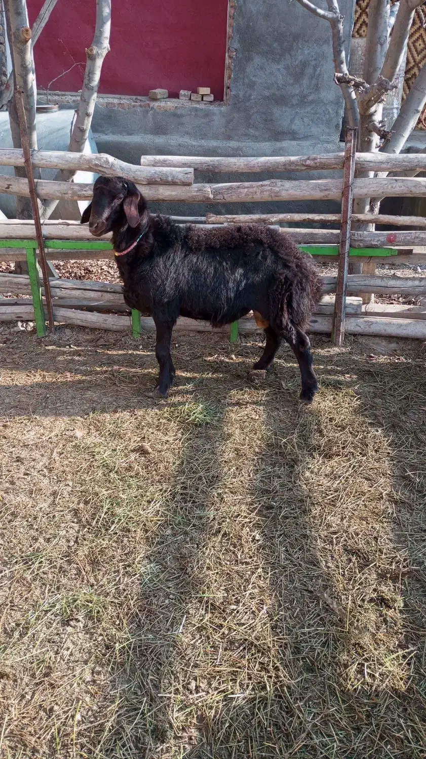 فروش بره نر|حیوانات مزرعه|فیروزآباد (آذربایجان), |دیوار