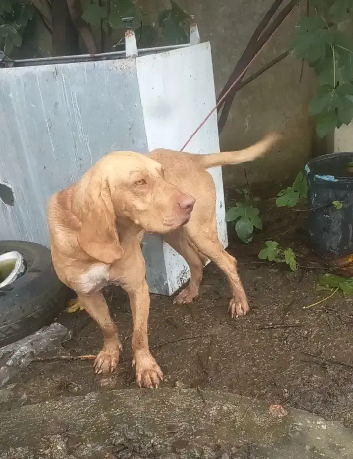 سگ شکاری|حیوانات|رضوانشهر, |دیوار